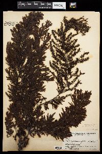 Sargassum zacae image