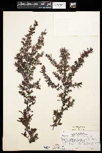 Sargassum bermudense image