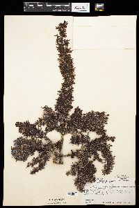 Sargassum bermudense var. contractum image