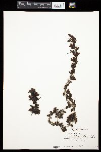 Sargassum buxifolium image