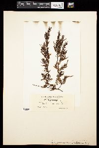 Sargassum filipendula image