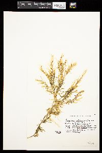 Sargassum filipendula image