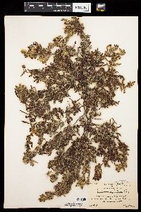 Sargassum fluitans image