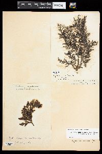 Cystoseira tamariscifolia image