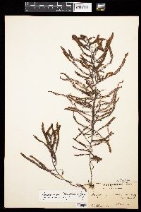 Sargassum obtusifolium image