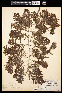 Sargassum pacificum var. megaphyllum image
