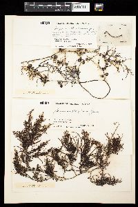 Sargassum pteropleuron image