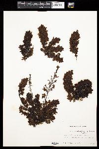 Sargassum vulgare var. foliosissimum image