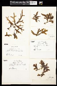 Sargassum vulgare image