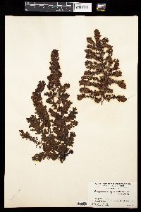 Sargassum vulgare var. foliosissimum image