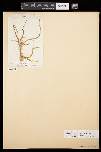 Cladosiphon mediterraneus image
