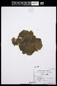 Colpomenia claytoniae image