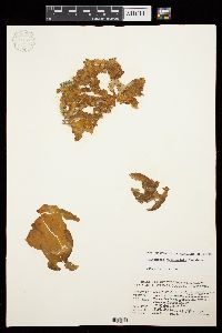 Colpomenia tuberculata image