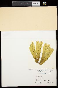 Dictyopteris hoytii image