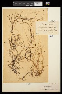 Dictyosiphon hippuroides image