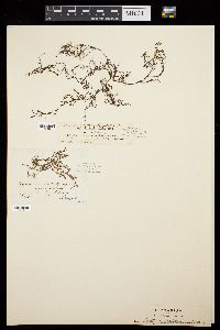 Dictyota dichotoma var. intricata image