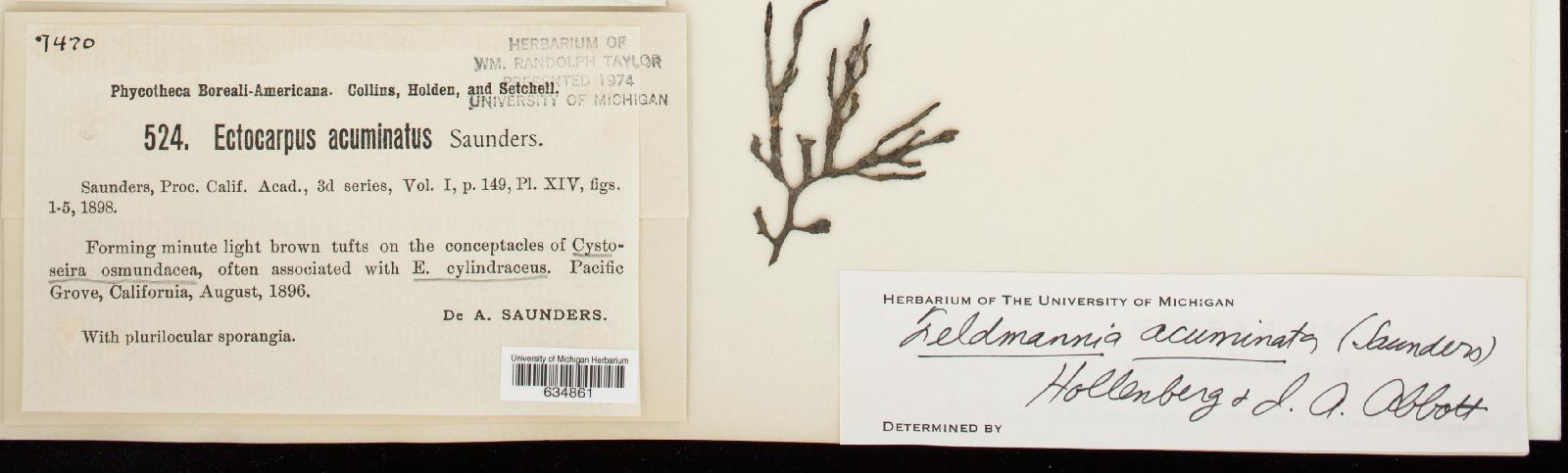 Feldmannia acuminata image