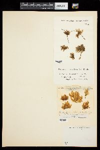 Ectocarpus penicillatus image