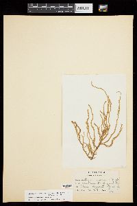 Eudesme virescens image