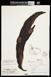Herpodiscus durvilleae image