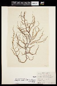 Mesogloia vermiculata image