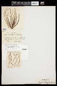 Myriactula haydenii image