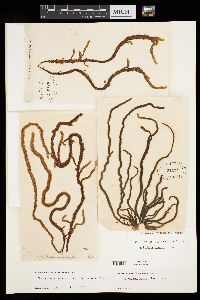 Myriogloea sciurus image