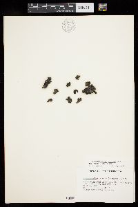 Petrospongium rugosum image