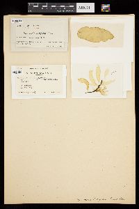 Punctaria latifolia image