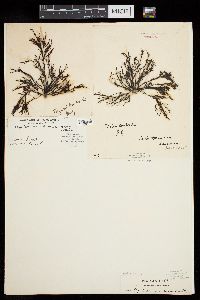 Scytothamnus australis image