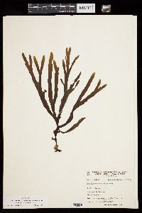 Spatoglossum crispatum image