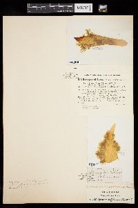 Stictyosiphon griffithsianus image
