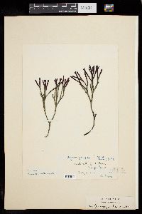 Ahnfeltiopsis linearis image