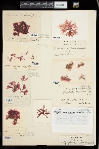 Apoglossum ruscifolium image