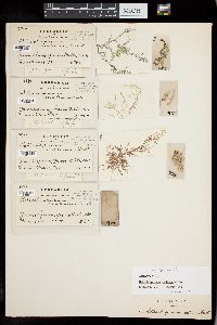 Batrachospermum anatinum image
