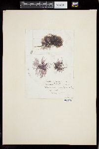 Batrachospermum gelatinosum image