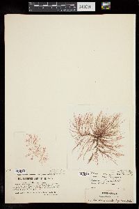 Callithamnion tetragonum image