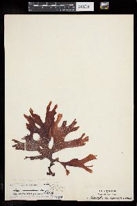 Callophyllis atrosanguinea image