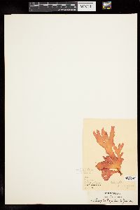 Image of Callophyllis palmata
