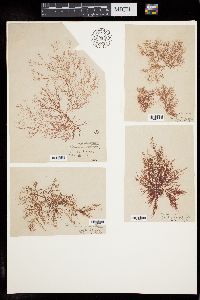 Ceramium virgatum image