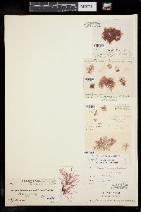 Compsothamnion thuyoides image