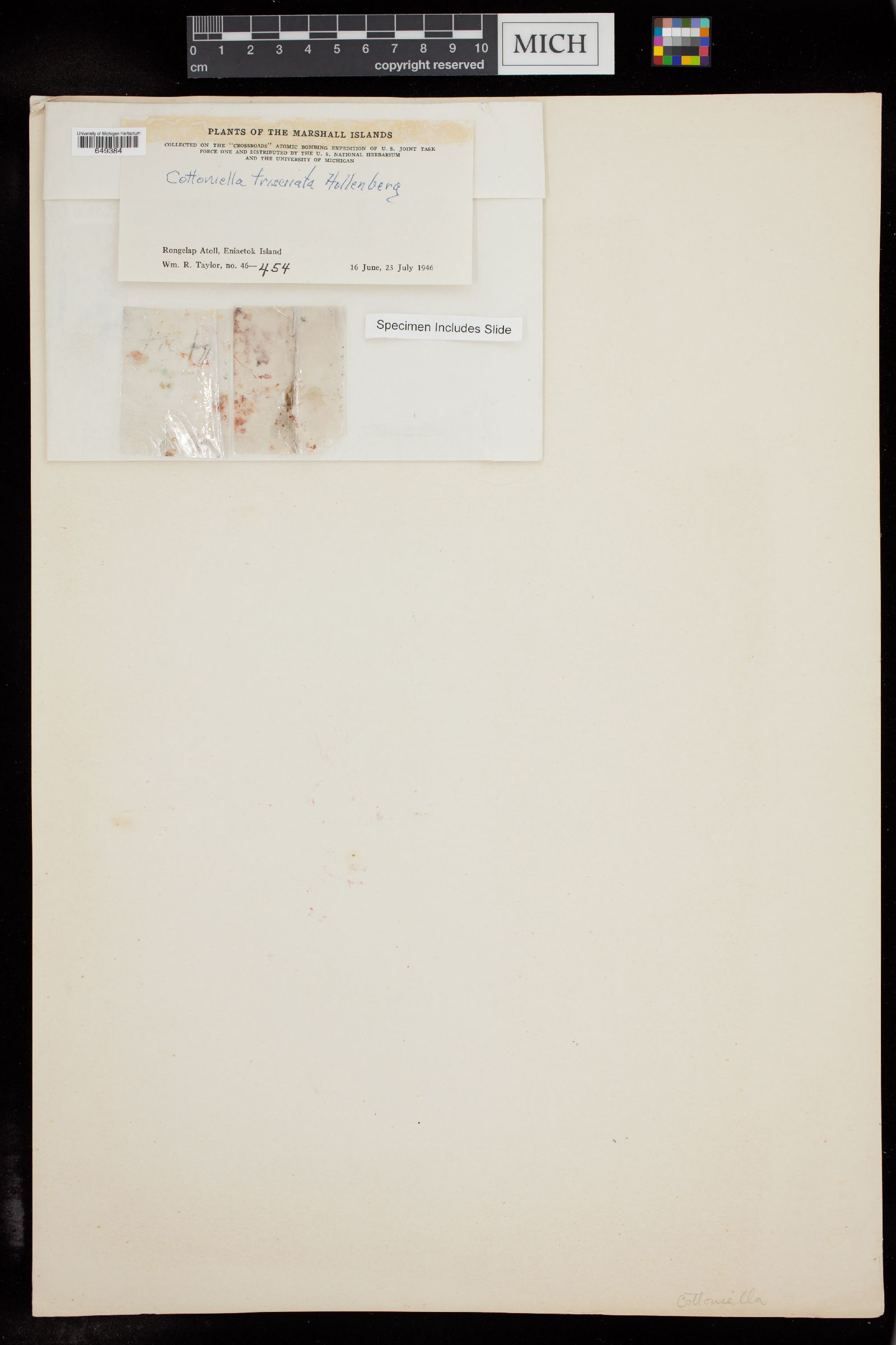 Cottoniella triseriata image