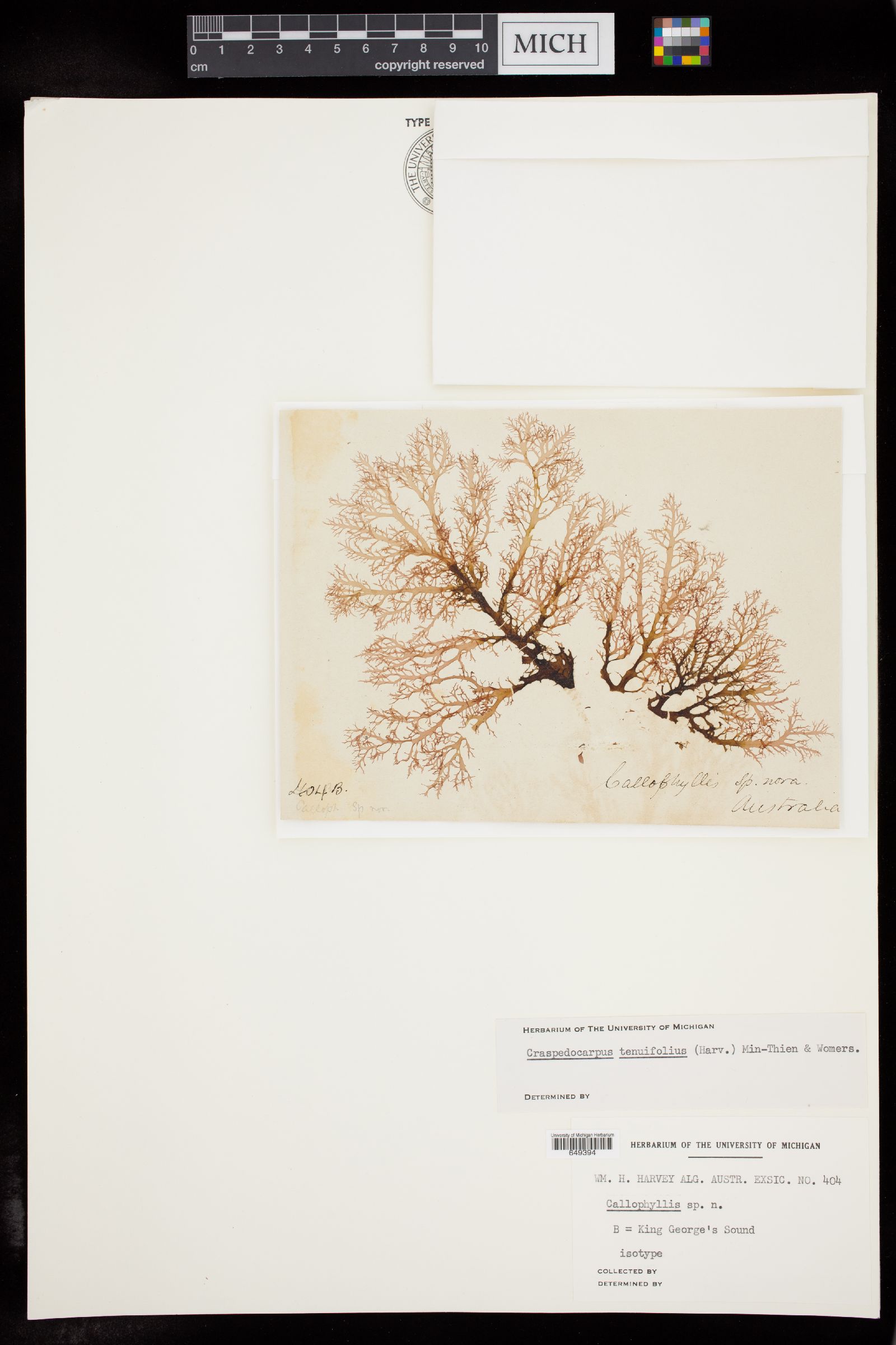 Craspedocarpus tenuifolius image