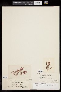 Dasya sinicola var. californica image