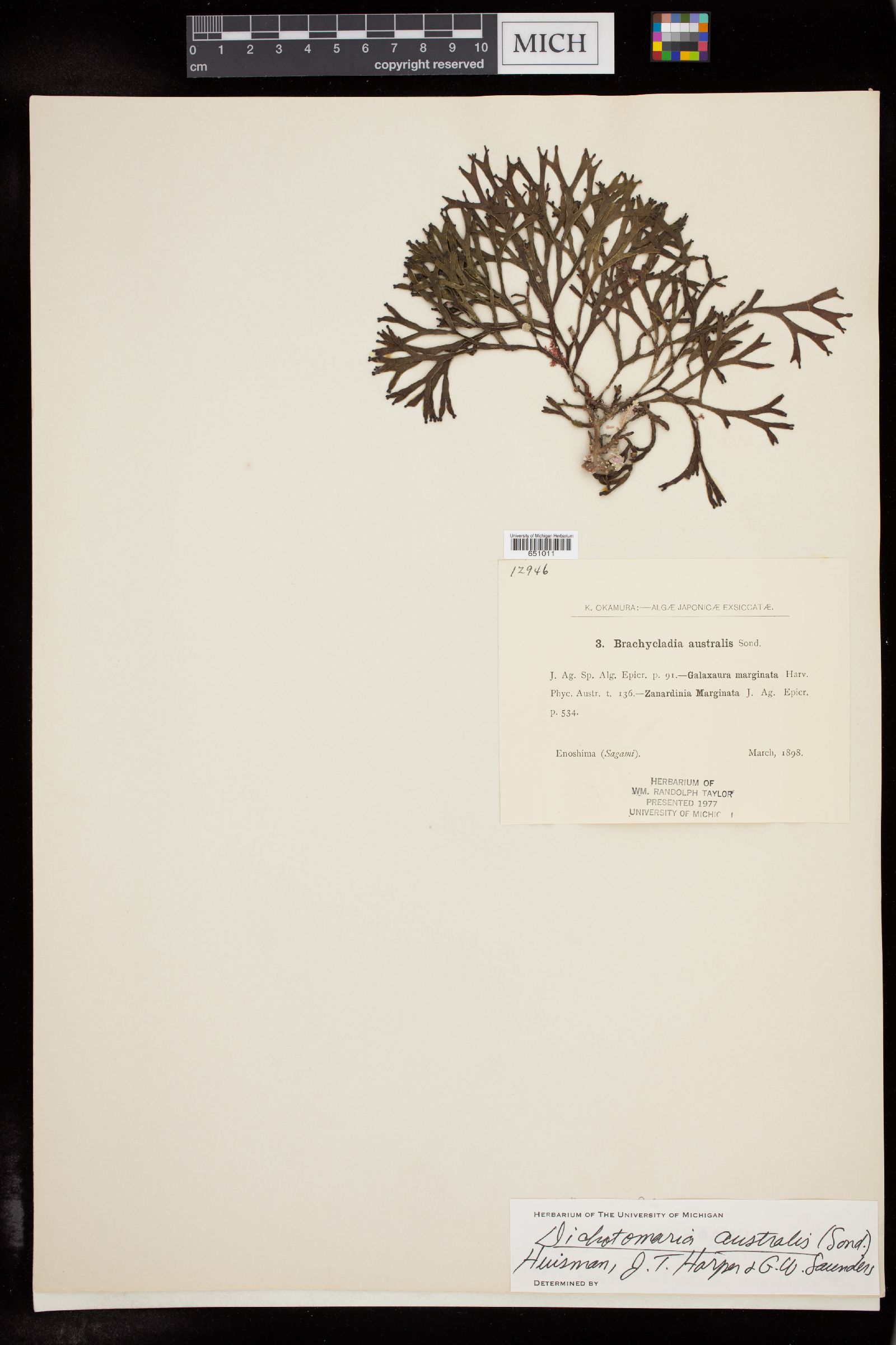 Dichotomaria australis image