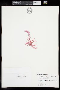 Dudresnaya japonica image