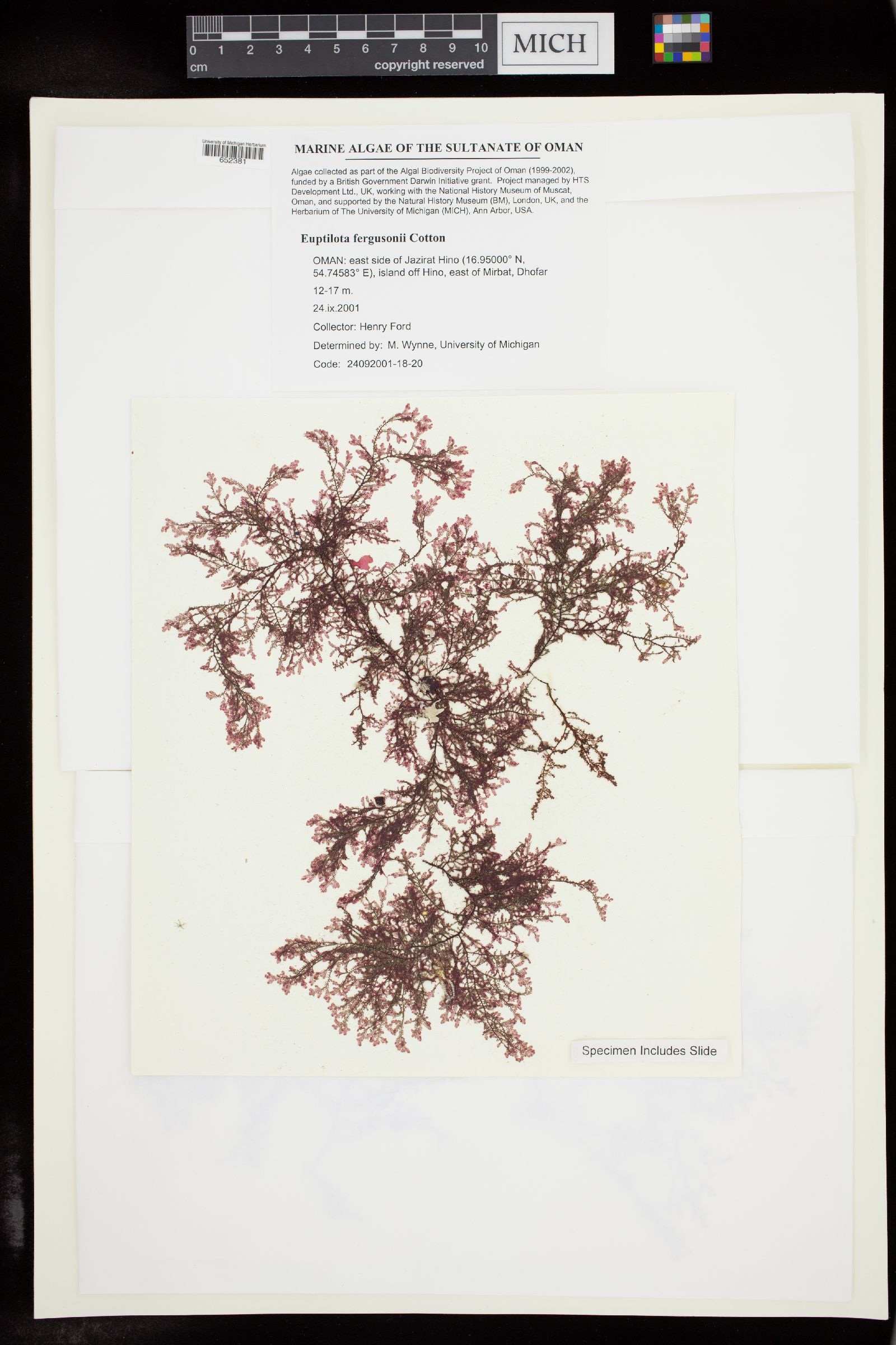Euptilota fergusonii image