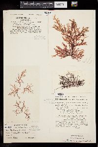 Farlowia mollis image