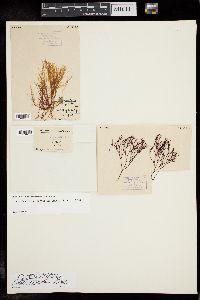 Gracilaria cliftonii image