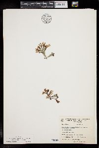 Image of Gracilaria crispata